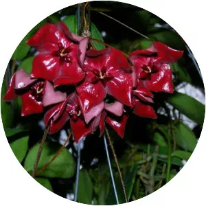 Hoya megalaster - Plants