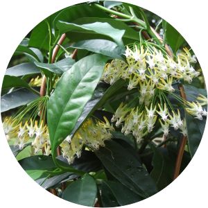 Hoya multiflora - 
