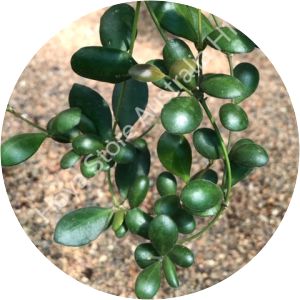 Hoya panchoi