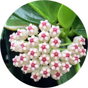 Hoya subquintuplinervis - 