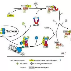 Hsp90