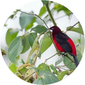 Huallaga tanager