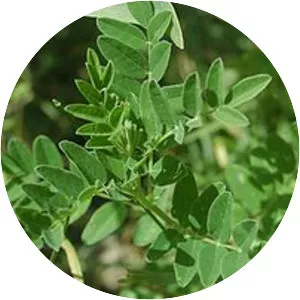 Huang Qi - Chinese webmaster