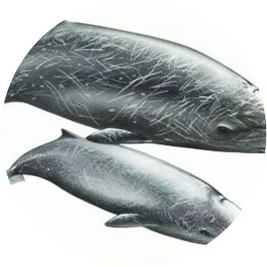 Hubbs' beaked whale - 