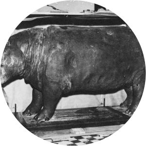 Huberta  - Hippopotamus