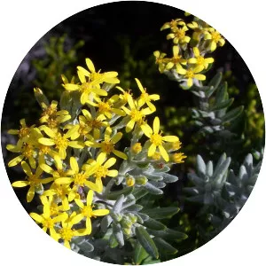 Hubertia tomentosa - 