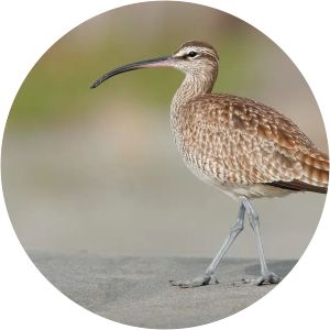 Hudsonian whimbrel