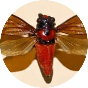 Huechys sanguinea