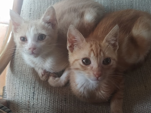 Huellas del Sella - Animal protection organization in Spain