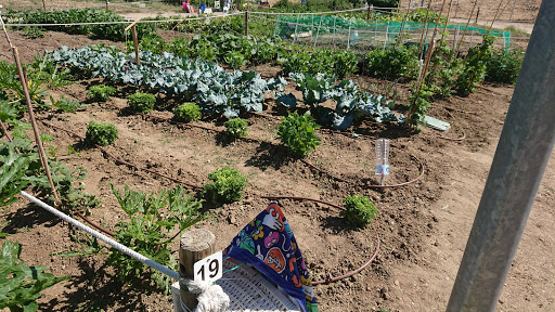 Huertas Comunales Loranca - Orchard in Fuenlabrada, Spain