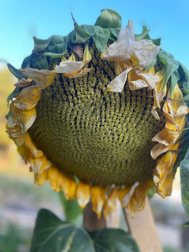 Huerto del Mar - Orchard in Madrid, Spain