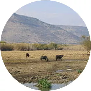 Hula Valley - Lake in Israel