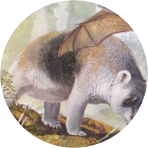 Hulitherium - 