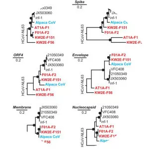 Human coronavirus 229E
