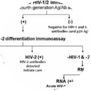 Human immunodeficiency virus 2
