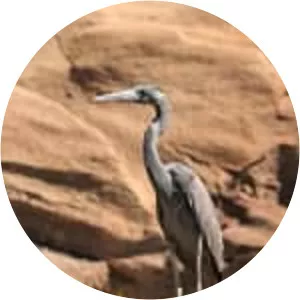 Humblot's heron