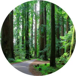 Humboldt Redwoods State Park