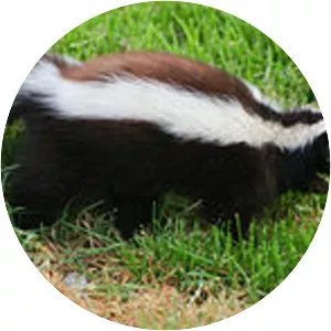 Humboldt's hog-nosed skunk - Animal