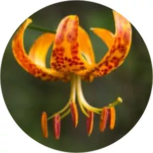 Humboldt's Lily - Plants