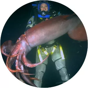 Humboldt squid