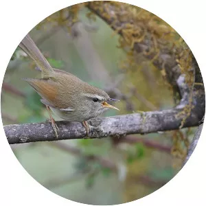 Hume's bush warbler - 