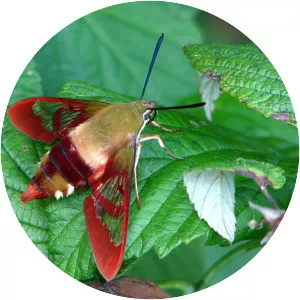 Hummingbird clearwing
