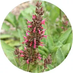 Hummingbird sage