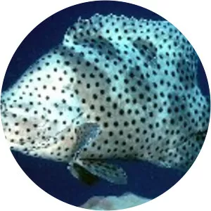 Humpback grouper