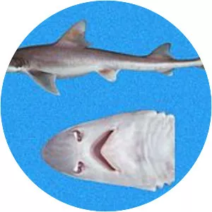 Humpback smooth-hound