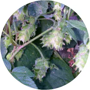 Humulus japonicus
