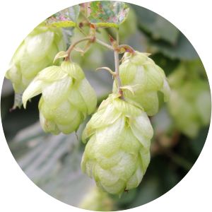 Humulus lupulus