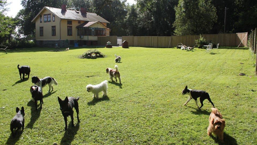 Hunddagiset Tusen Tassar AB