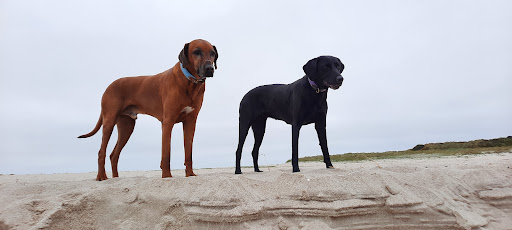 Hundebetreuung mit Herz - Kennel in Kitzbuhel, Austria