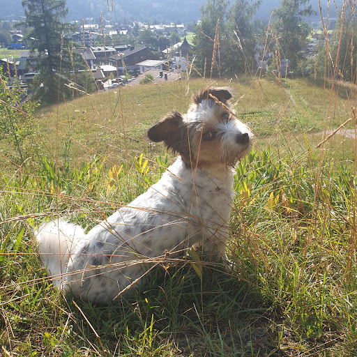 Hundefriseur Fred - Pet care service in Telfs, Austria