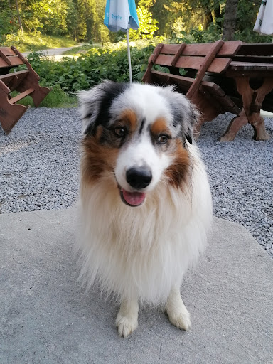 Hundefriseur Kufstein Zum sauberen Hund - Pet groomer in Kufstein, Austria