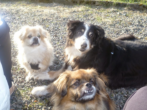 Hundpensionat Gyllene Svansen - Dog day care center in Fargelanda, Sweden