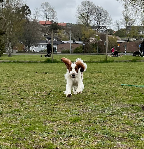 Hundrasten i Kungsbacka - Dog day care center in Kungsbacka, Sweden