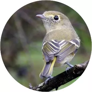 Hutton's vireo