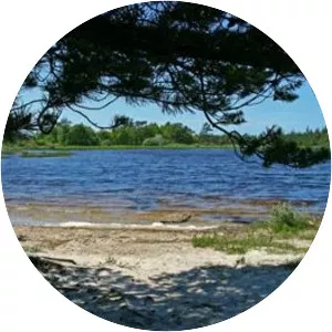 Hvidbjerg Klitplantage - 