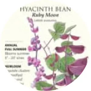 Hyacinth bean - 