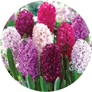 Hyacinth