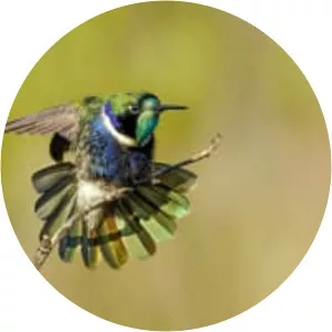 Hyacinth visorbearer