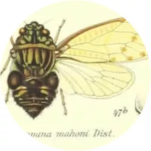 Hyalessa maculaticollis