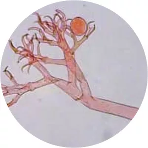 Hyaloperonospora parasitica - 