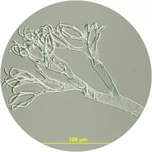 Hyaloperonospora - 