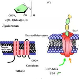 Hyaluronan synthase - 