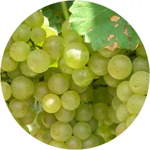 Hybrid grape - 
