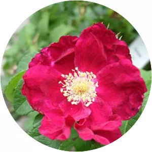 Hybrid Rugosa