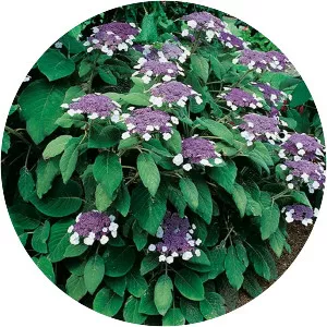 Hydrangea aspera - Plants