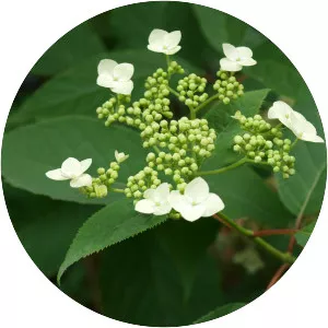 Hydrangea bretschneideri